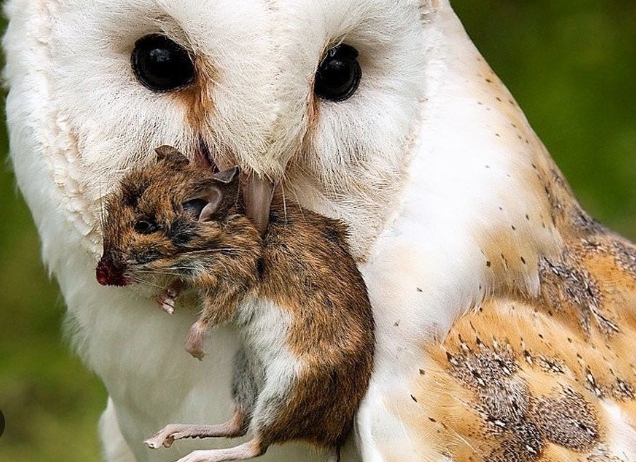 barn owl eating habits