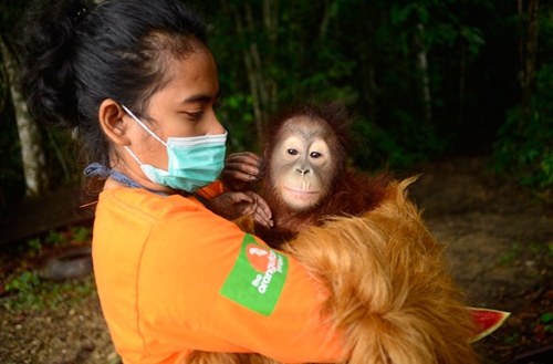 centre for orangutan protection