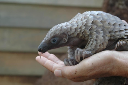 pangolin food habits