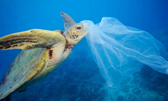 sea turtle feeding habits