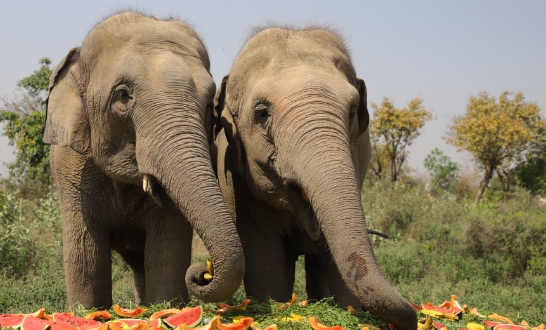 asian elephant food habits