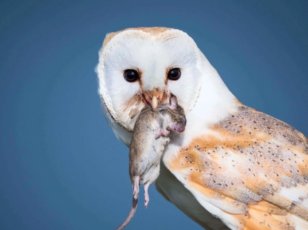 barn owl feeding habits