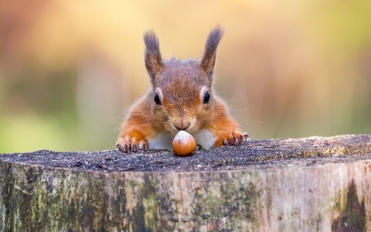 red squirrel feeding habits