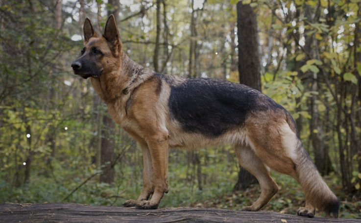 european german shepherd puppies for sale