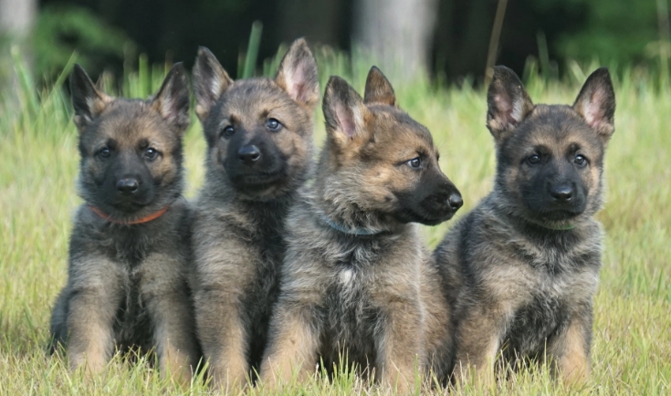 european german shepherd puppies for sale