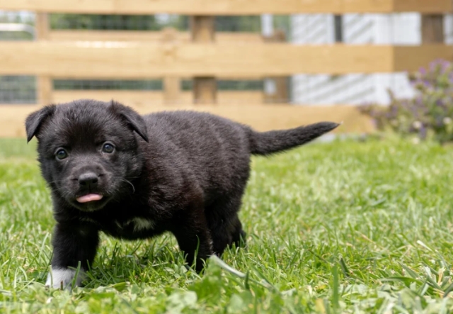 black shepherd puppies