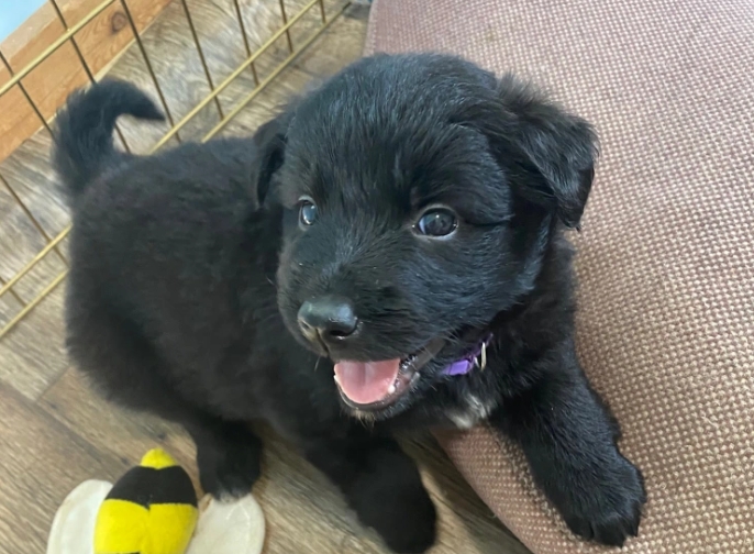 black shepherd puppies