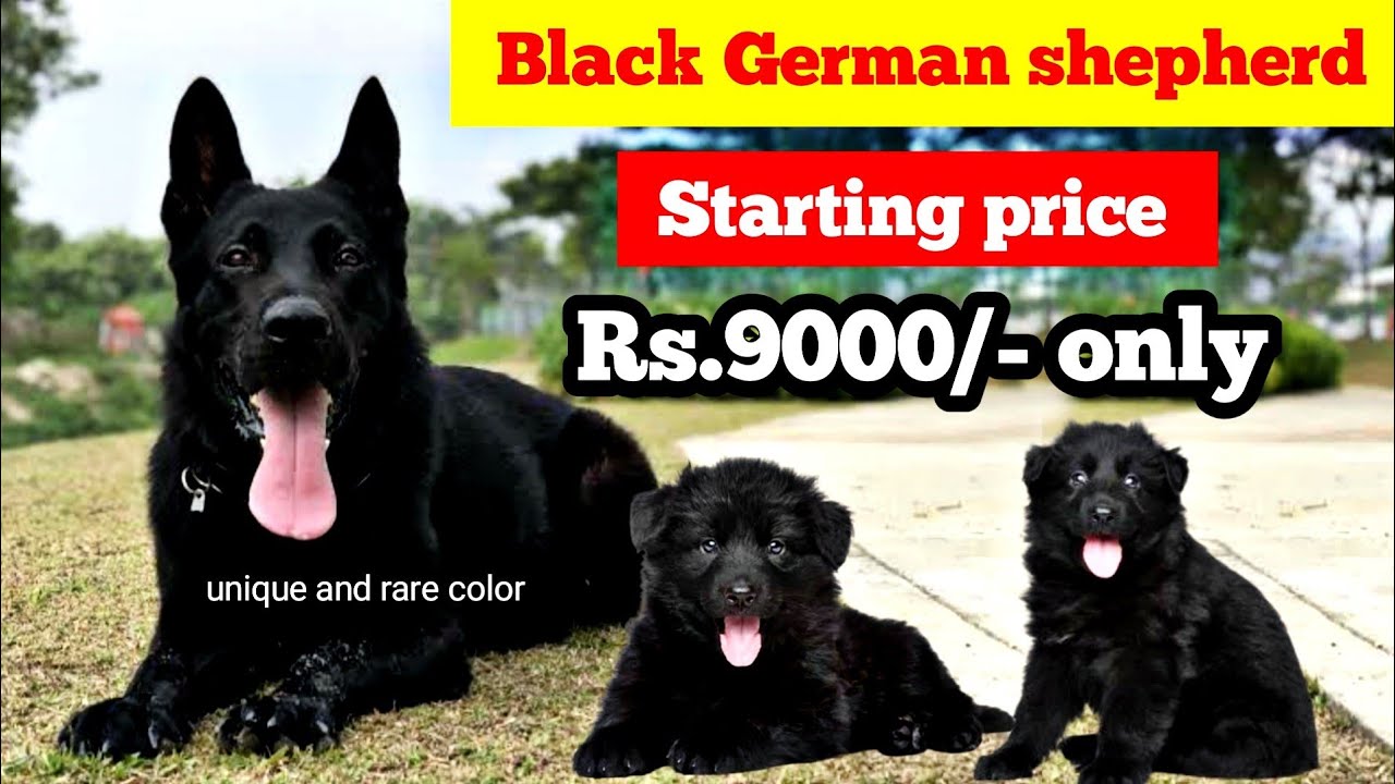 black german shepherd price