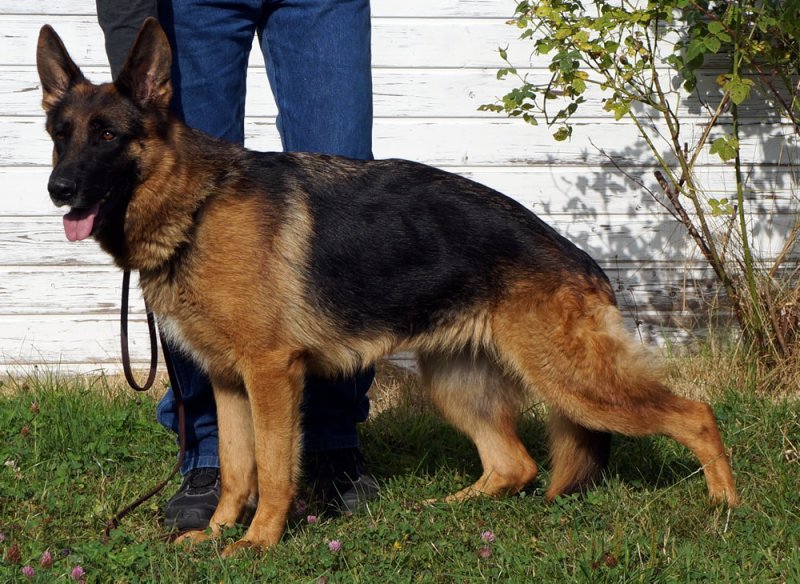 large german shepherd breeders