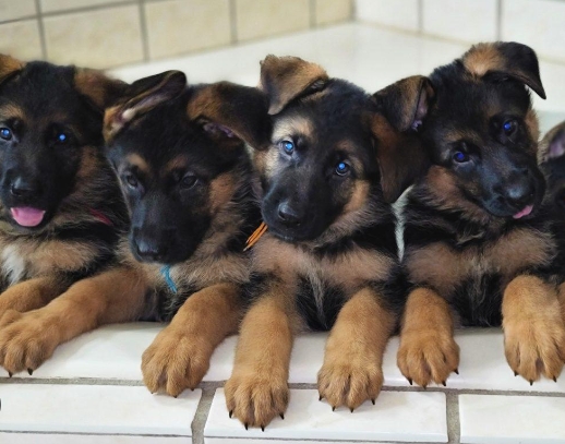 alsatian puppies for sale