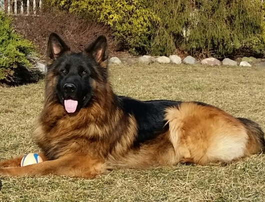 long coat german shepherd breeders