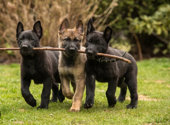 panda german shepherd puppies for sale