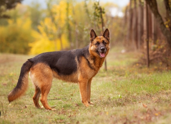 gsd dog