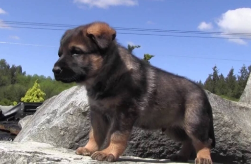 working german shepherd puppies