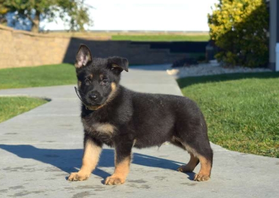 miniature german shepherd puppies for sale