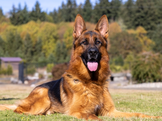 german shepherd guard dog for sale