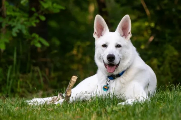 all white german shepherd for sale