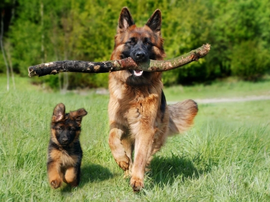 king shepherd puppies