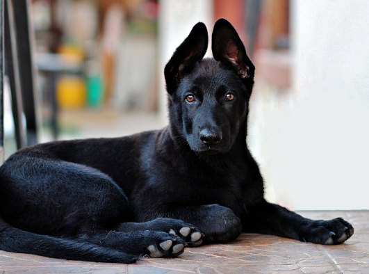 all black german shepherd