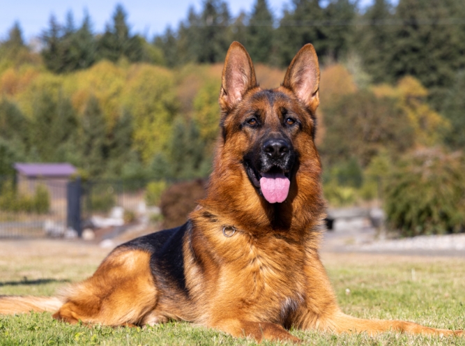 german shepherd protection dog