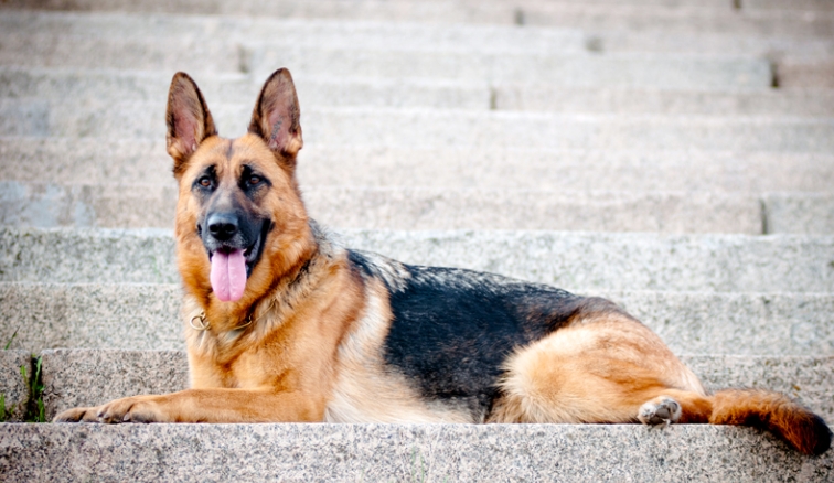 gsd puppies for sale near me