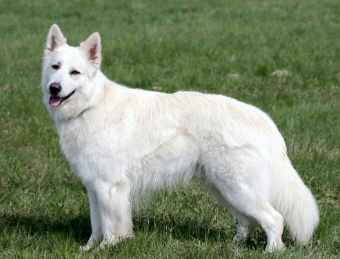 white swiss shepherd