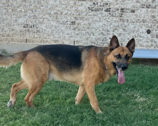 petfinder german shepherd