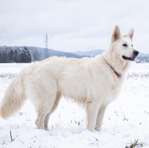 white shepherd