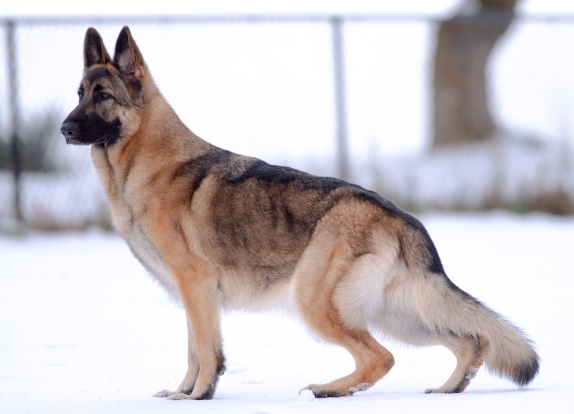 akc german shepherd