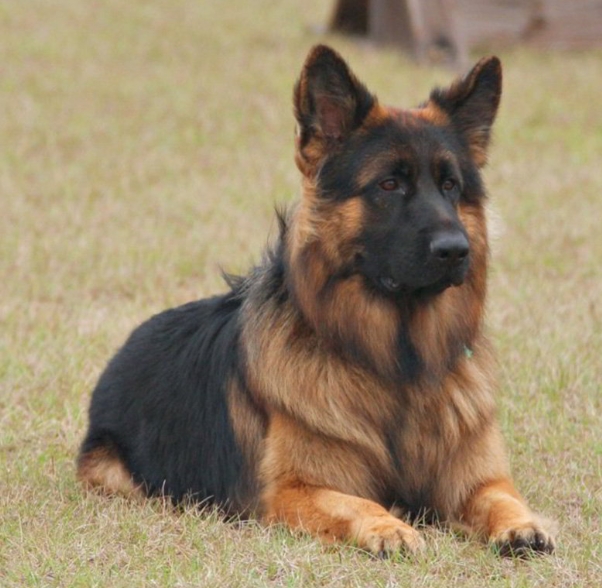 long coat german shepherd puppies