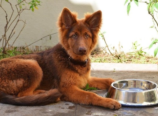 red german shepherd puppies