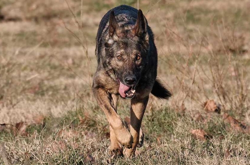 czech german shepherd