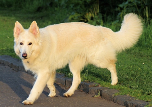 white german shepherd price