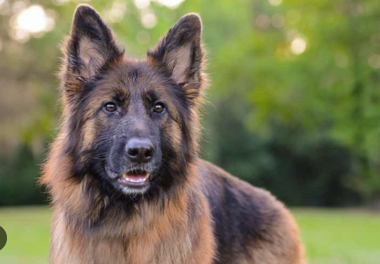 old german shepherd dog