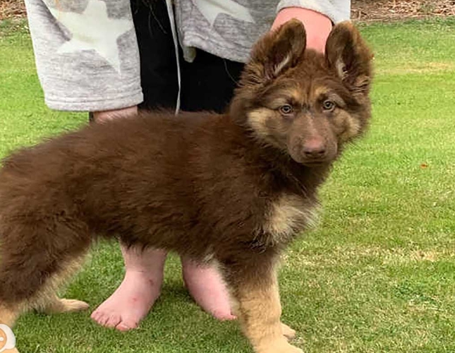 liver german shepherd puppies for sale