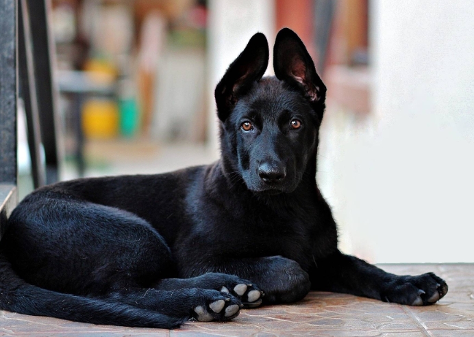 all black german shepherd puppy for sale