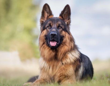 gsd for sale near me