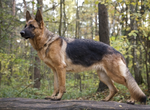 german shepherd dog breeders