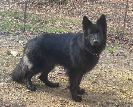 black long haired german shepherd for sale