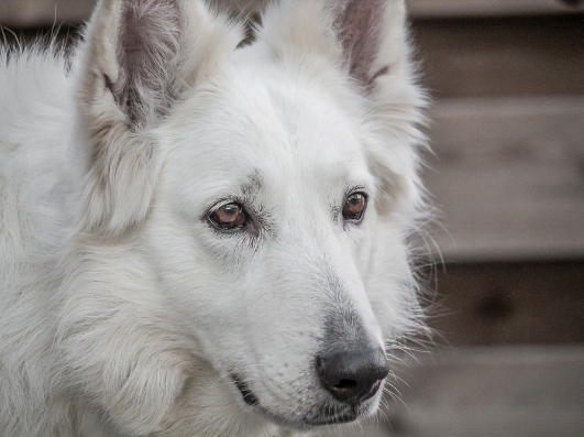 white german shepherd adoption