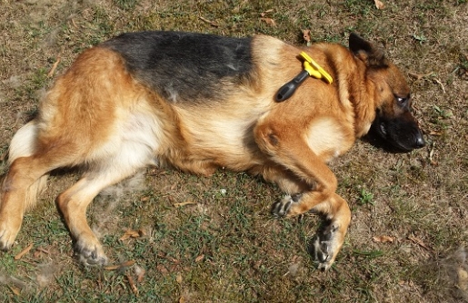 furminator for german shepherd