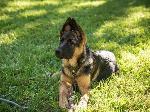 german shepherd rehoming