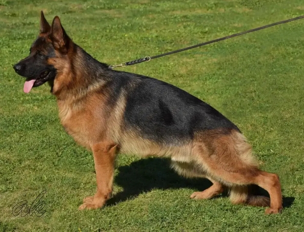 reputable german shepherd breeders