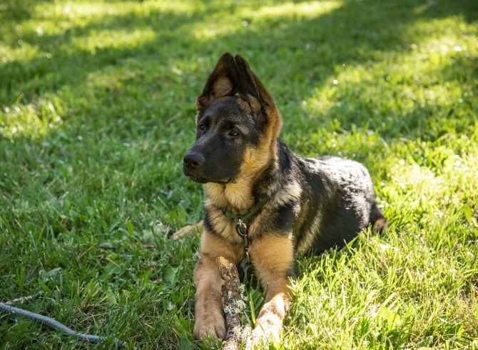 free german shepherd puppies for adoption