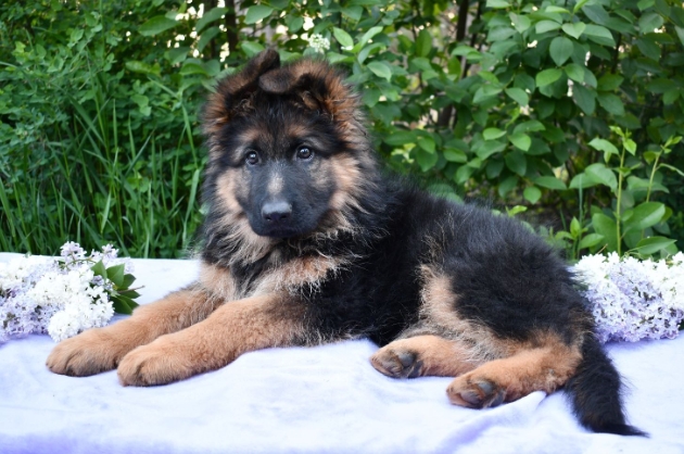 long coat german shepherd puppies for sale