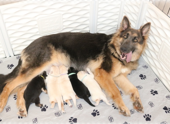 king german shepherd puppies for sale