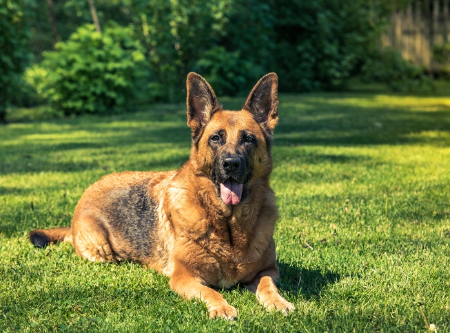 retired german shepherds for adoption