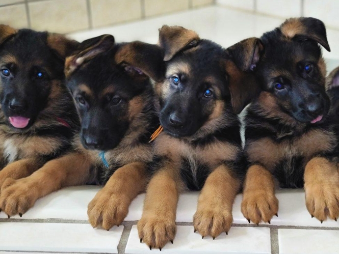 german shepherd puppies free to a good home