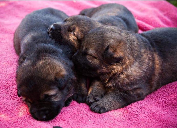 sable german shepherd puppies for sale