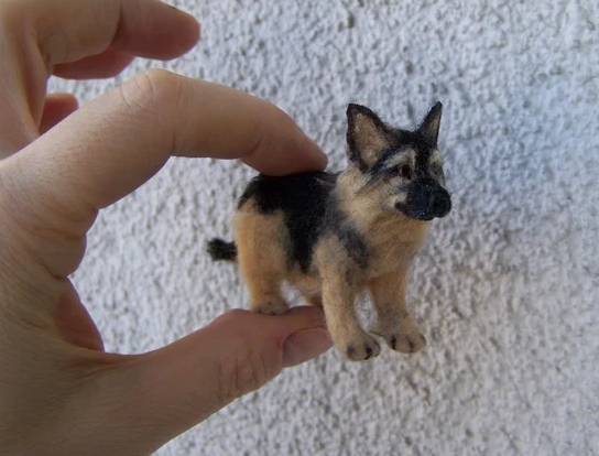 mini german shepherd for sale